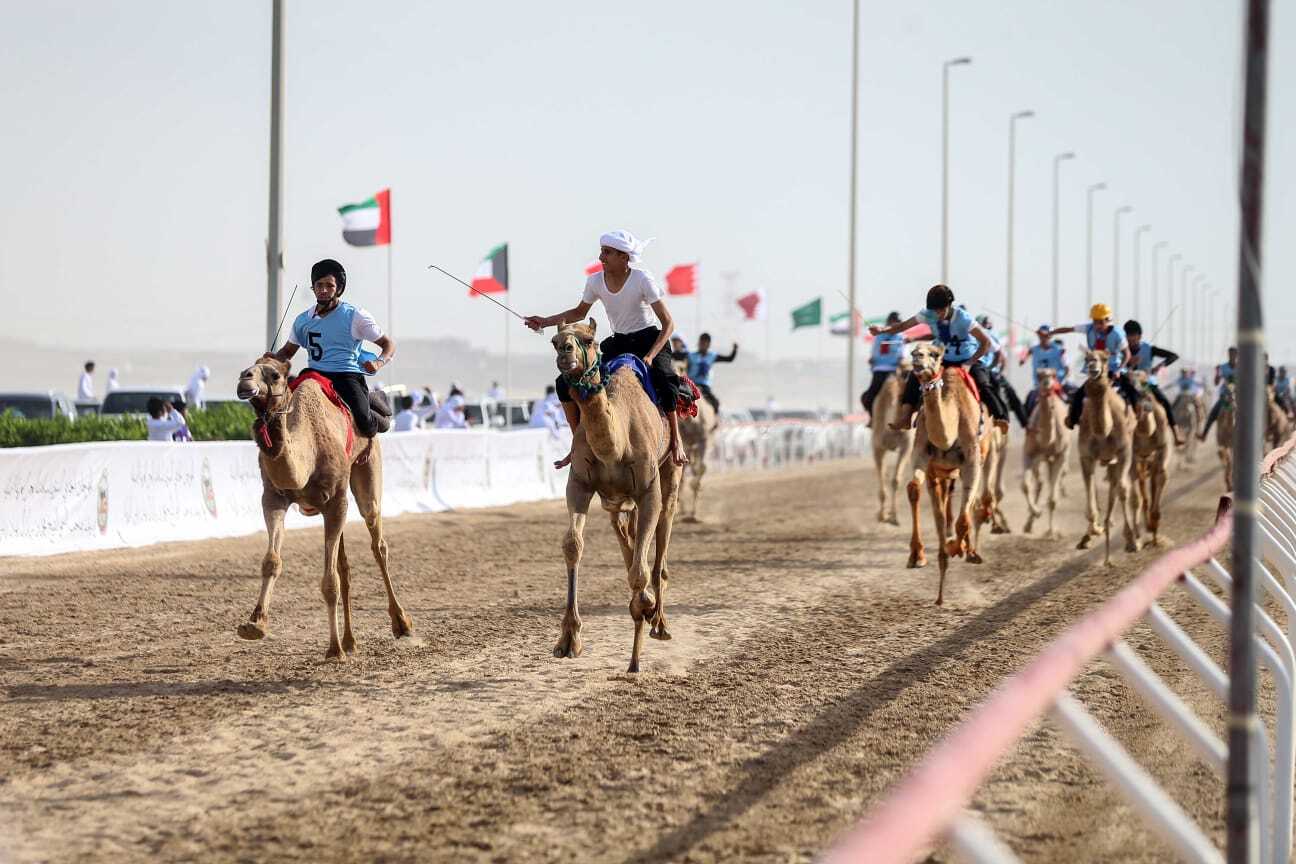 الظاهري يتوج بلقب الشوط الأول في السباق التراثي لمهرجان ختامي الوثبة 2023 للهجن العربية